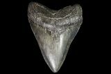Fossil Megalodon Tooth - Georgia #76467-1